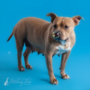 pit bull sniffing bubble on turquoise background