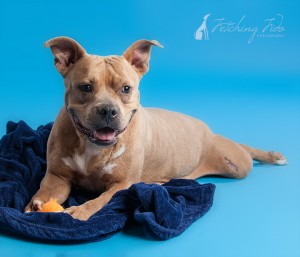 pit bull lying down on turquoise background