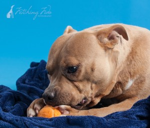 pit bull chewing on ball on turquoise background