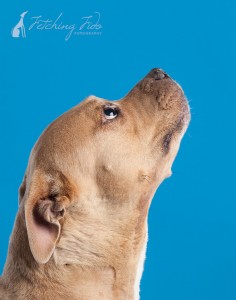 pit bull looking up on turquoise background