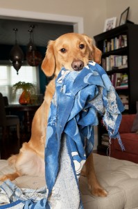 gold-retriever-with-towel-in-mouth