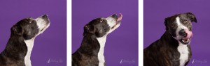 brindle plott hound mix licking on purple background