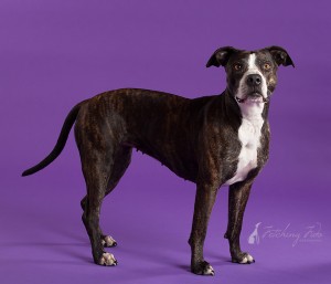 brindle plott hound mix sitanding on purple background