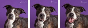 headshots of brindle plott hound mix on purple background