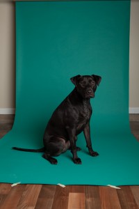 black labrador mixed breed on teal background