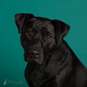 closeup of black labrador mixed breed on teal background