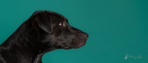 black labrador mixed breed profile long shot on teal background
