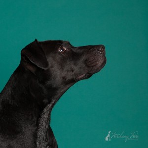 black labrador mixed breed profile on teal background