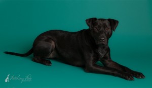 black labrador mixed breed lying on teal background