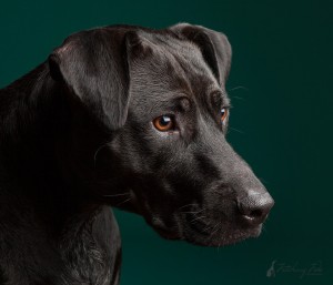 black labrador mixed breed headshot profile on teal background