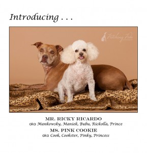 pit-bull-and-poodle-introduction