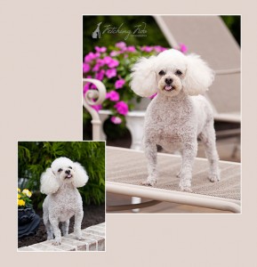 poodle-on-lawn-chair