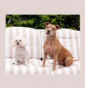 pit-bull-and-poodle-on-outdoor-futnirure