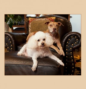 two-dogs-on-leather-chair