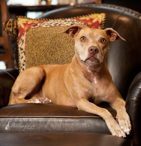 pit-bull-on-leather-chair