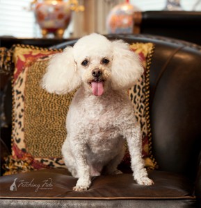 poodle-on-leather-chair