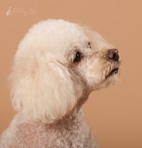 profile-of-white-miniature-poodle