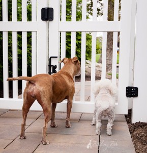 two-dogs-at-fence