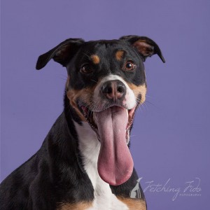 mixed breed dog on lavender background with long tongue