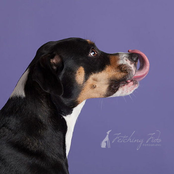 mixed breed dog with tongue to nose on lavendar background