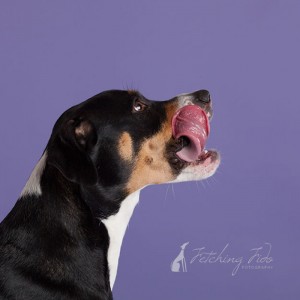 mixed breed dog licking chops on lavendar background