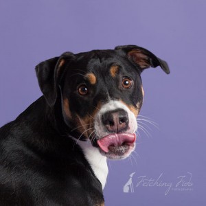 silly mixed breed dog on lavendar background