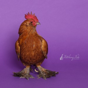 belgian d'uccle rooster in studio on purple background