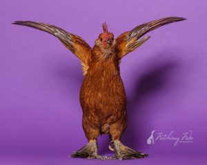 belgian d'uccle rooster in studio on purple background