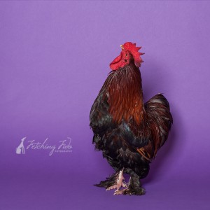 partridge cochin rooster on purple background