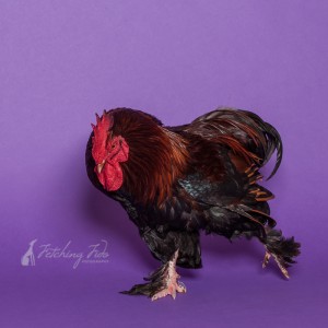 partridge cochin rooster on purple background