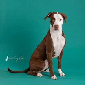 red and white pit bull sitting on teal background