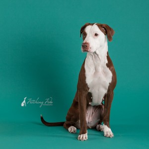 red and white pit bull on teal background