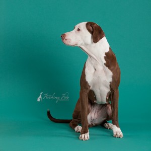 profile of red and white pit bull on teal background