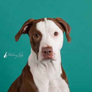closeup of red and white pit bull on teal background