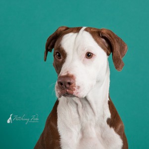 facial profile of red and white pit bull on teal background