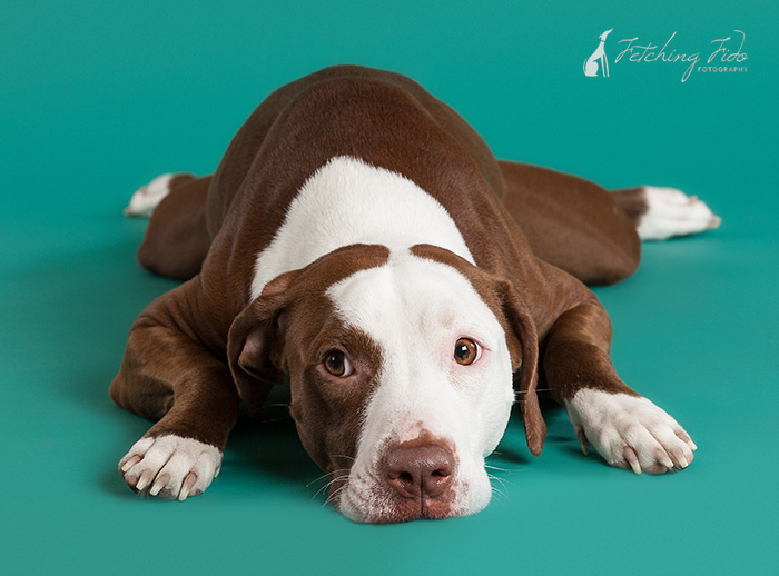 frog dog pose of red and white pit bull on teal background