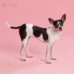 black and white chihuahua licking on pink background
