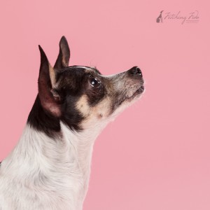 black and white chihuahua profile on pink background