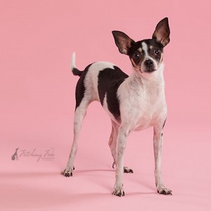 black and white chihuahua standing on pink background