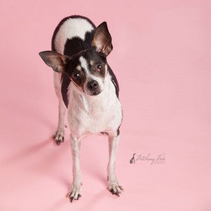 black and white chihuahua looking up on pink background