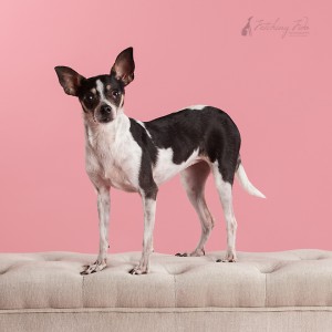 black and white chihuahua standing on cushion on pink background