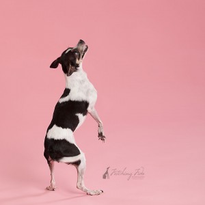 black and white chihuahua on pink background