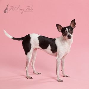 black and white chihuahua standing on pink
