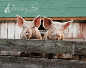 two-pink-pigs
