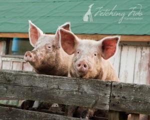 two-pink-pigs-at-fence