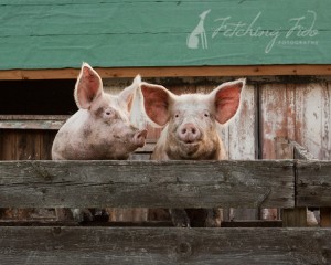 two-pink-pigs-hanging-out
