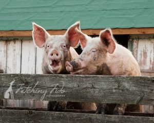 two-pink-pigs-laughing