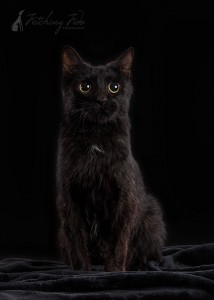 black cat sitting on black background