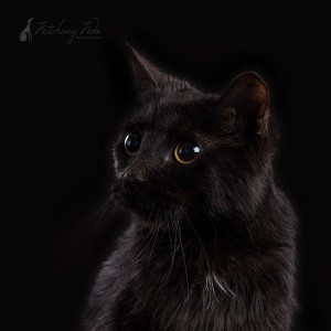 black cat profile on black background