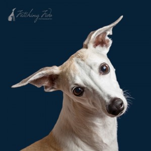 headshot of fawn and white whippet on navy blue background